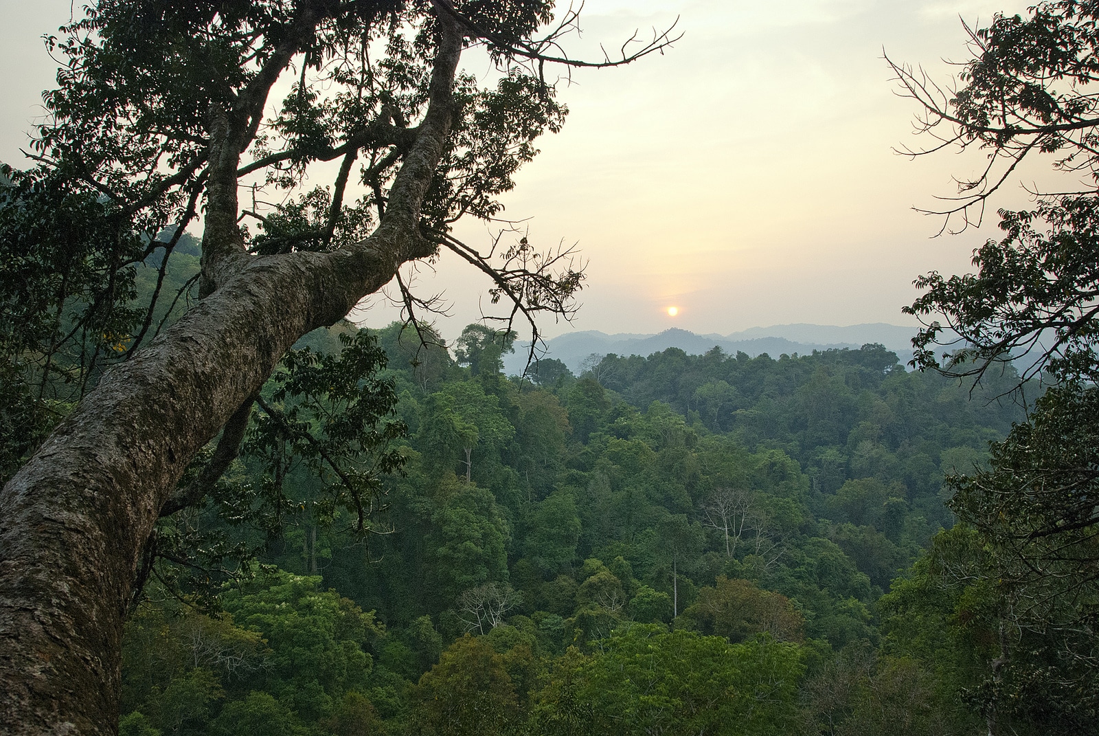Laos rainforest jungle view