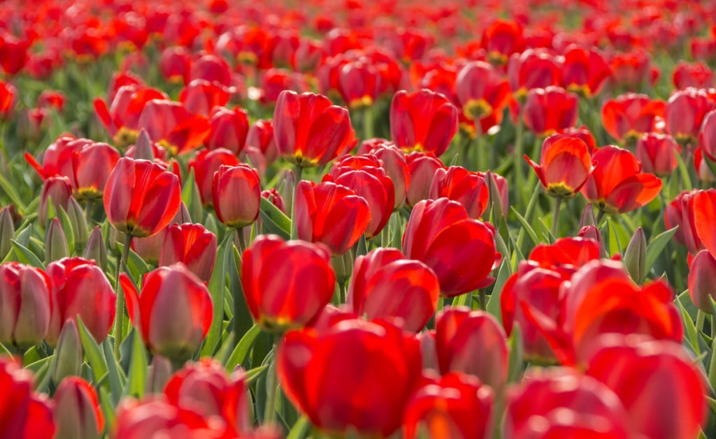 How To See Tulips In The Netherlands - Lost With Purpose