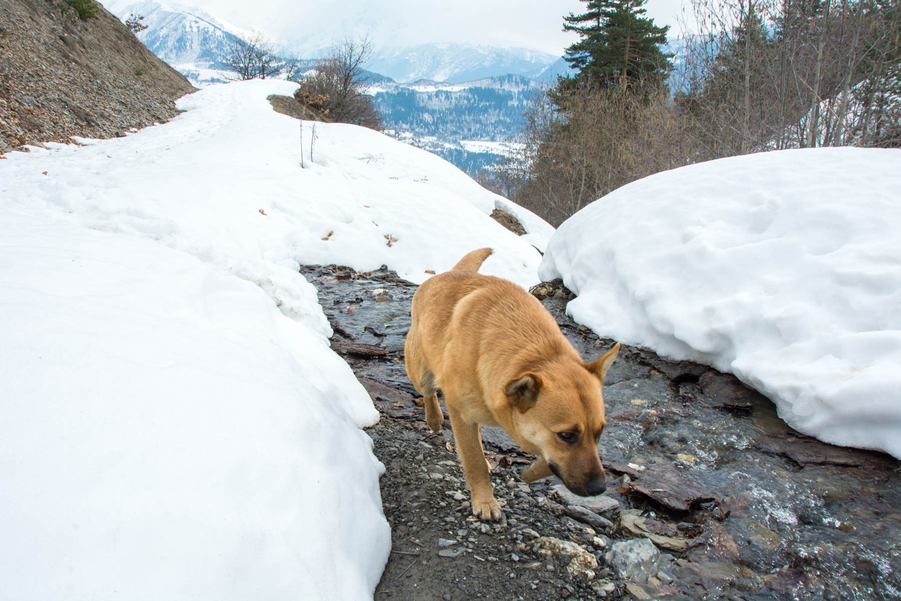 Stray dog mountain Mestia Svaneti Georgia