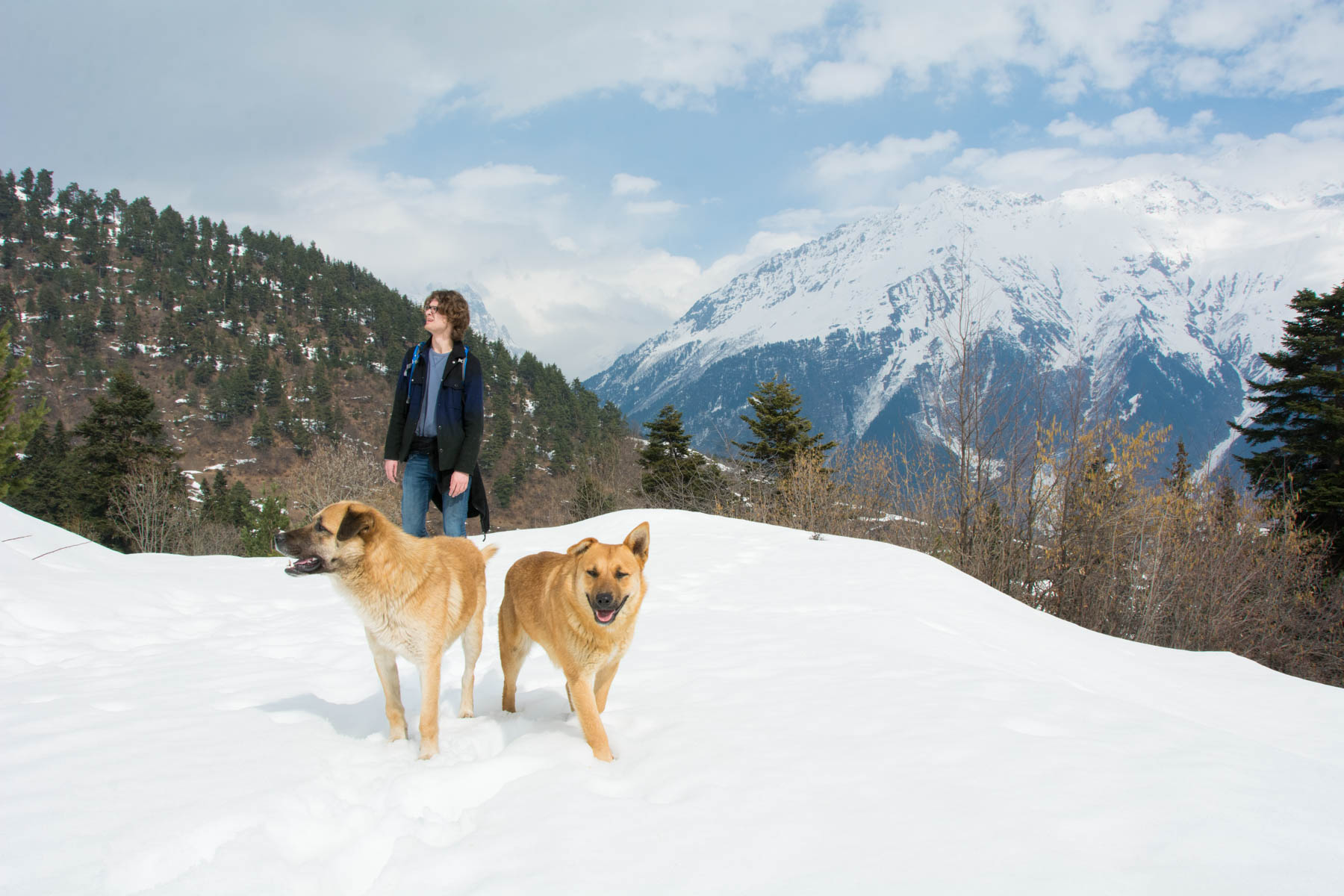 Stray dog mountain Mestia Svaneti Georgia