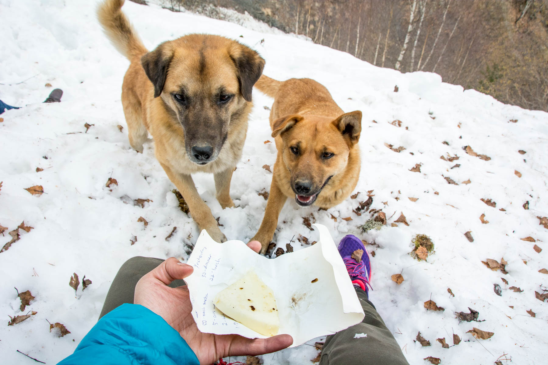 Stray dogs and cheese in mountains of Mestia Svaneti Georgia