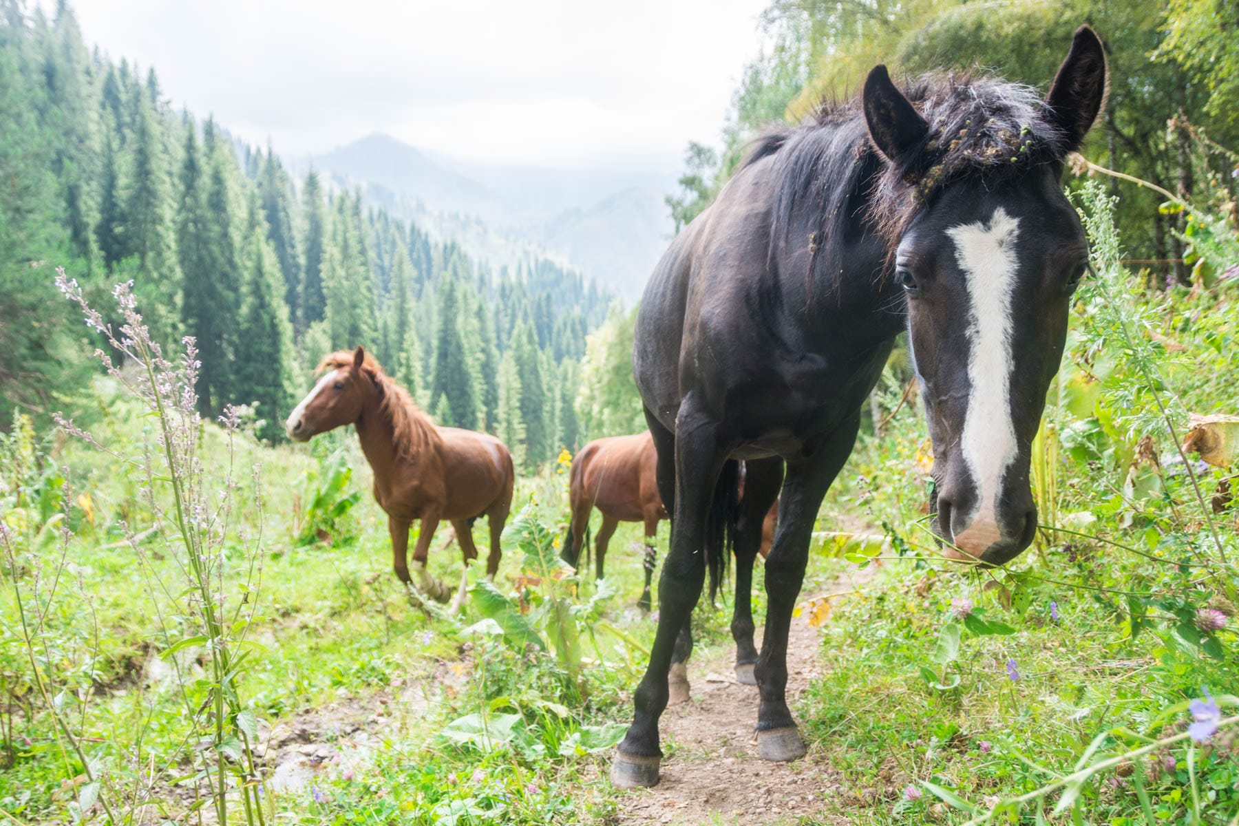 Curious horses on the hiking trails near Almaty, Kazakhstan - Lost With Purpose