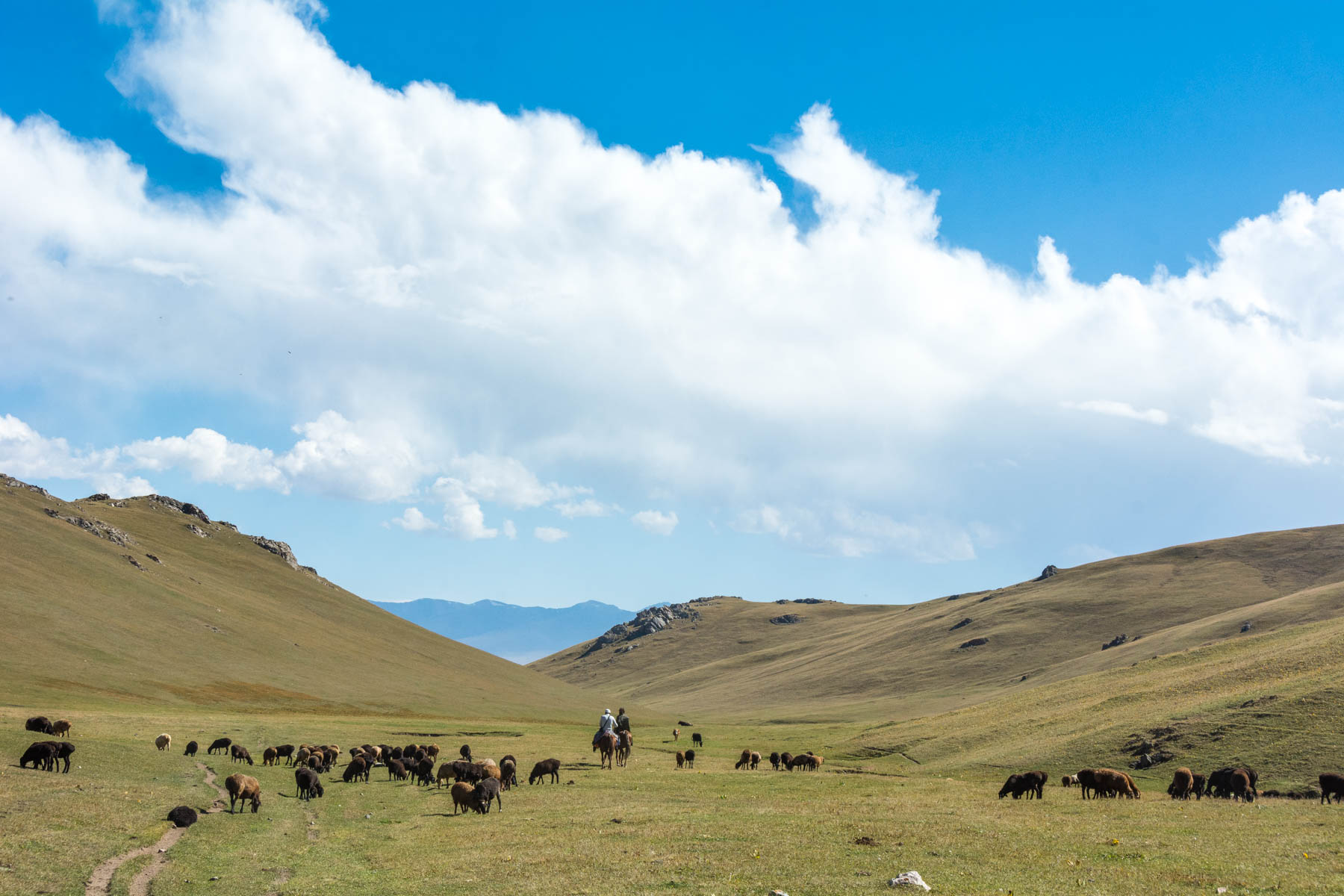 Grazing animals near Song Kul lake in Kyrygzstan - Lost With Purpose