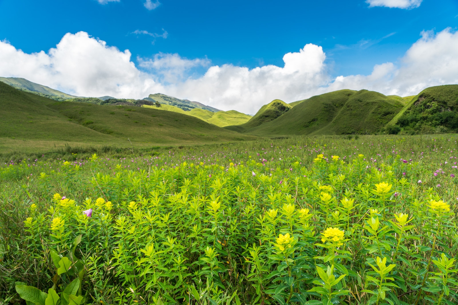 Yellow flowers blooming in Dzukou Valley
