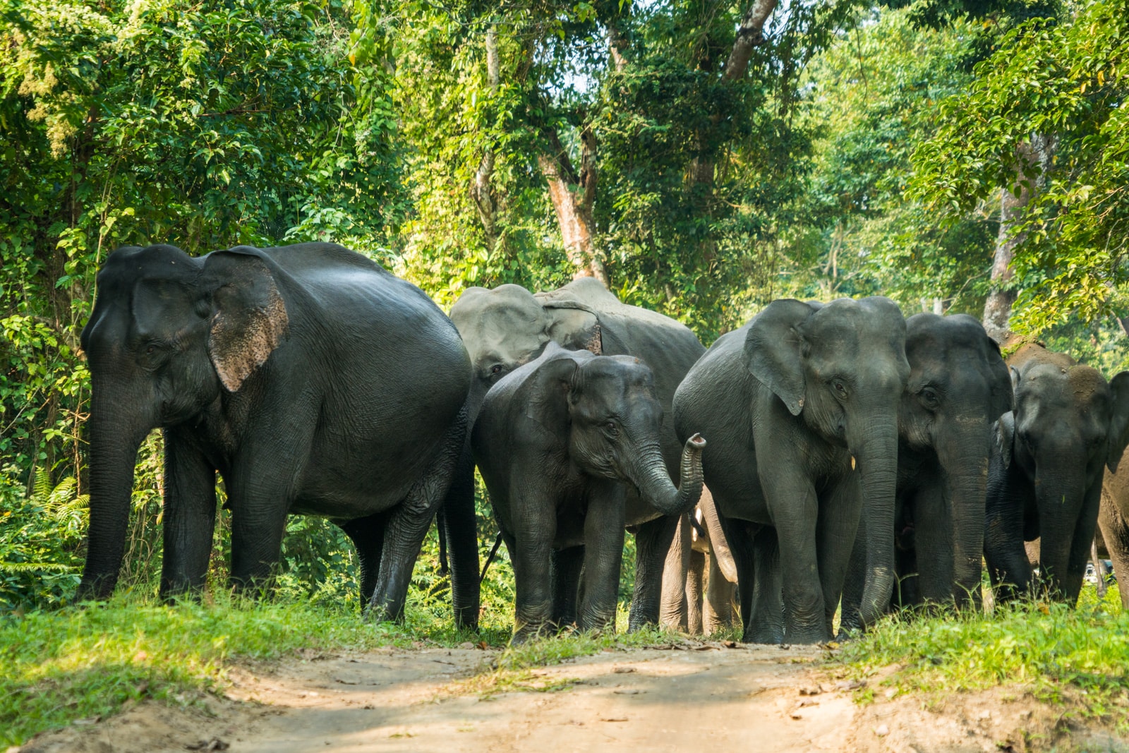 River cruising with Assam Bengal Navigation in India - Herd of wild elephants crossing the road in Kaziranga National Park - Lost With Purpose travel blog