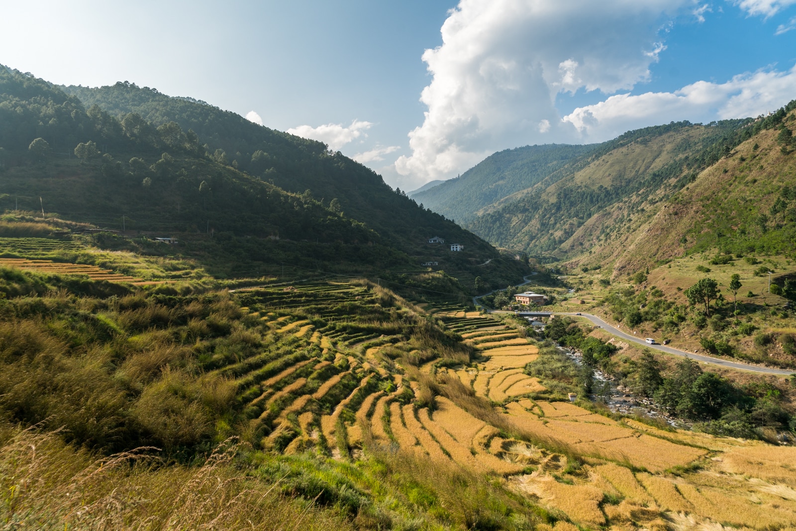 Rice paddies on the side of the highway in Punakha