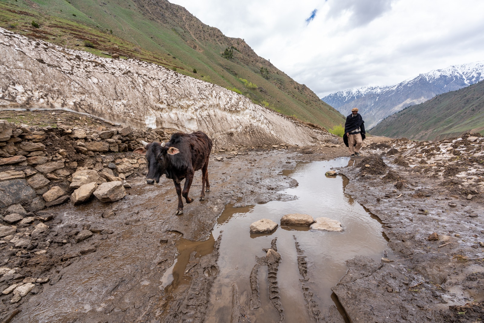 Cowherd on a dirt road in Astore, Pakistan