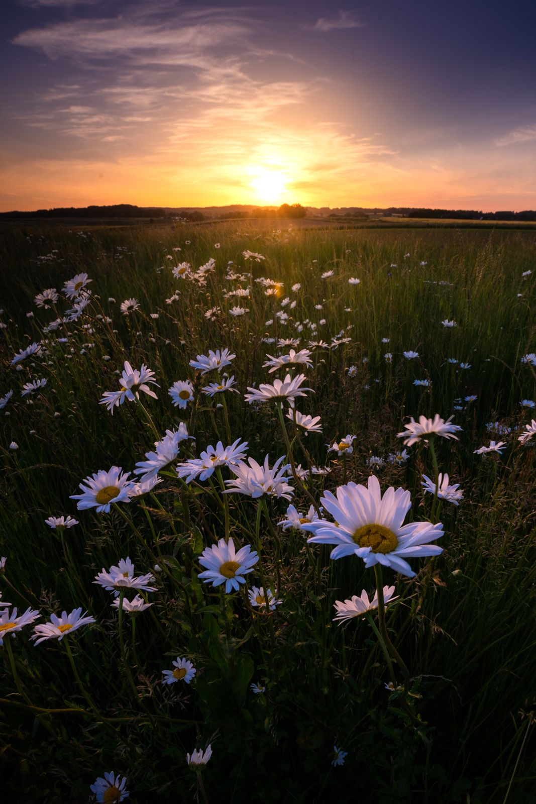Wildflowers in the fields around Leefdaal, Belgium (Flemish Brabant province) at sunset
